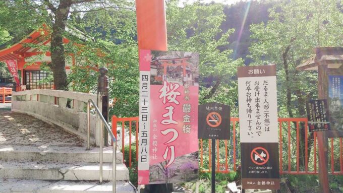 金櫻神社桜