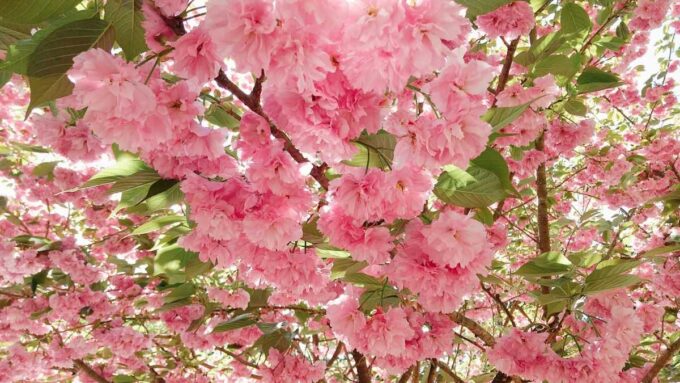 金櫻神社桜